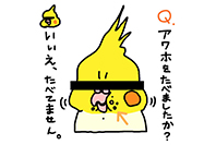 まゆイヌ 写真