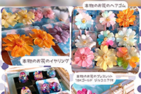 Cotton Star 写真