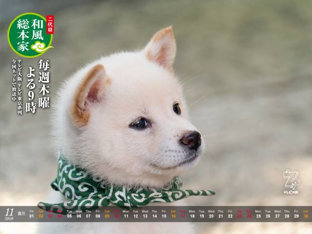 最高かつ最も包括的なiphone 柴犬 まる 壁紙 すべての美しい花の画像