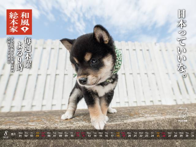 無料ダウンロード壁紙 豆柴 子犬 最高の壁紙コレクション 無料ダウンロード壁紙 豆柴 子犬 最高の壁紙コレクション