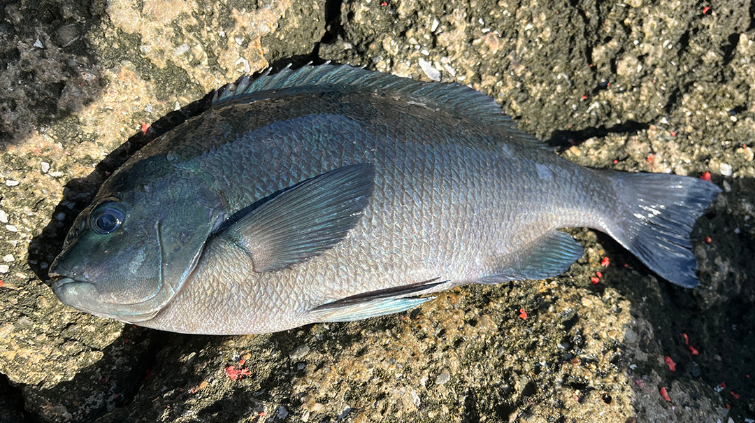 口太グレ(メジナ)