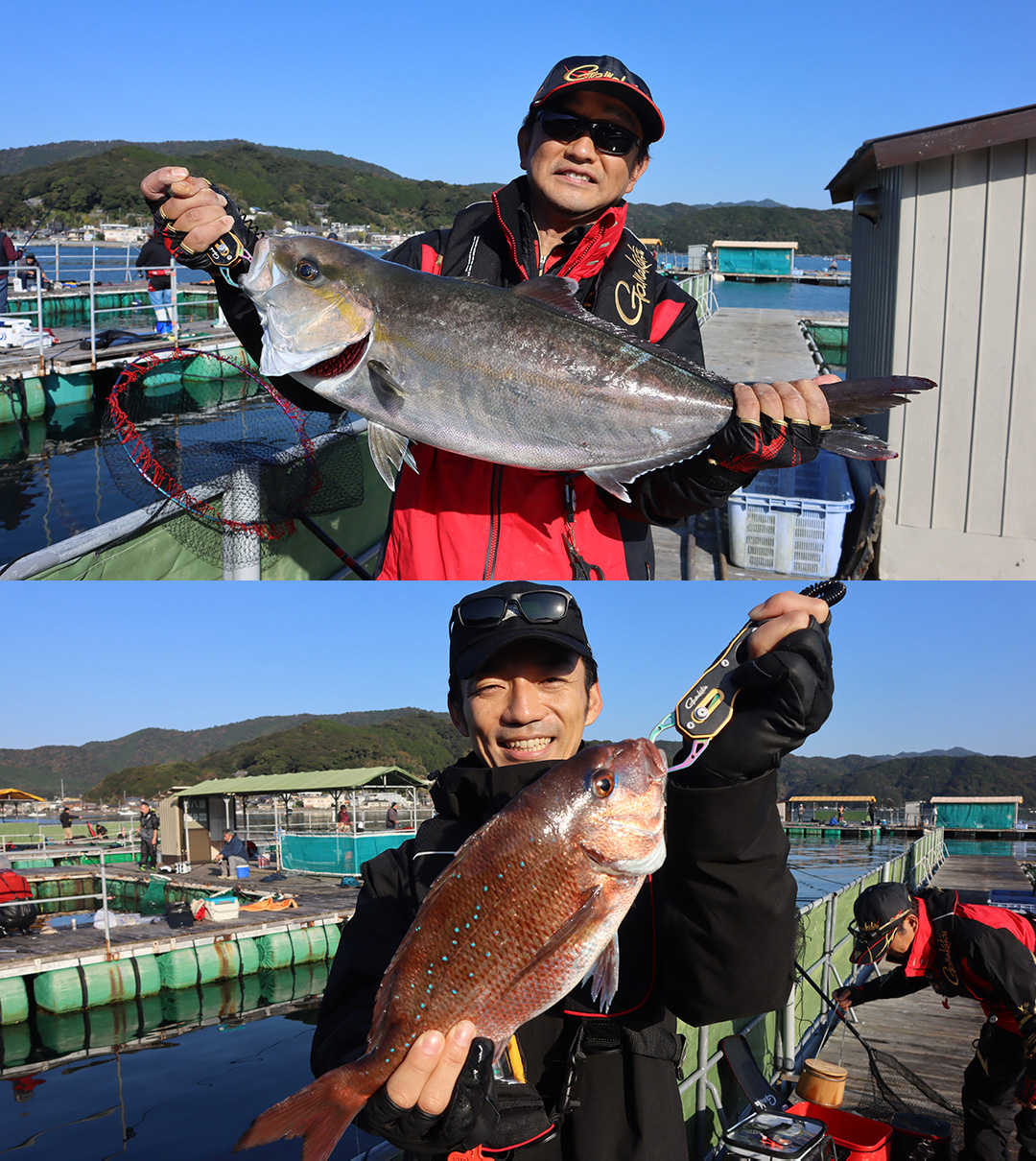 マダイ、青物など