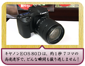 キヤノンＥＯＳ８０Ｄは、約１秒７コマの高速連写で、どんな瞬間も撮り逃しません！