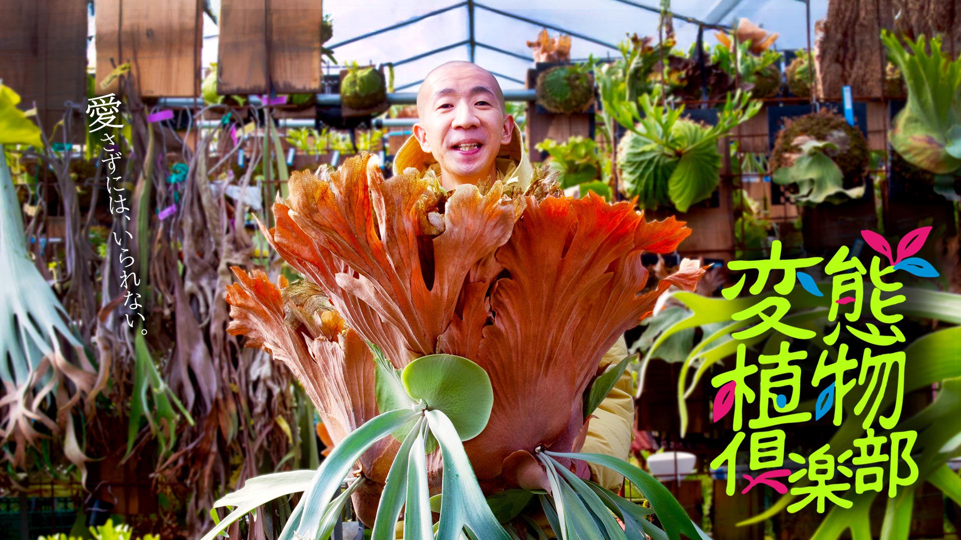 「変態植物倶楽部」～列島縦断！ひょうろくの未確認変態は何処に？～
