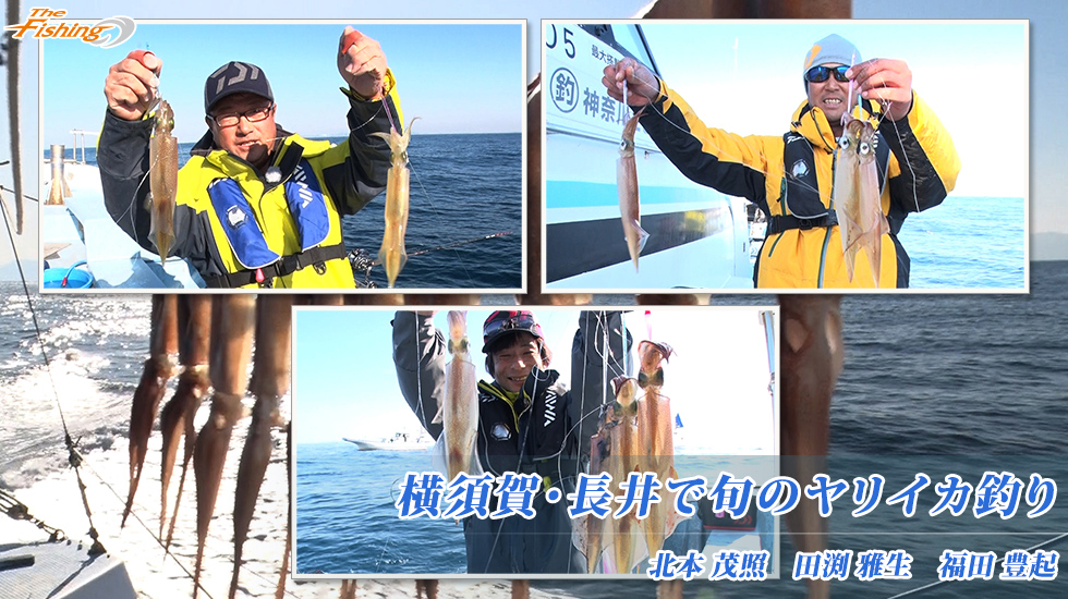 横須賀・長井で旬のヤリイカ釣り