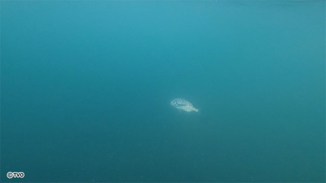 external_image