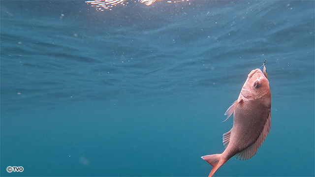 external_image external_image