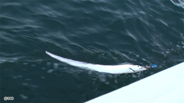 external_image