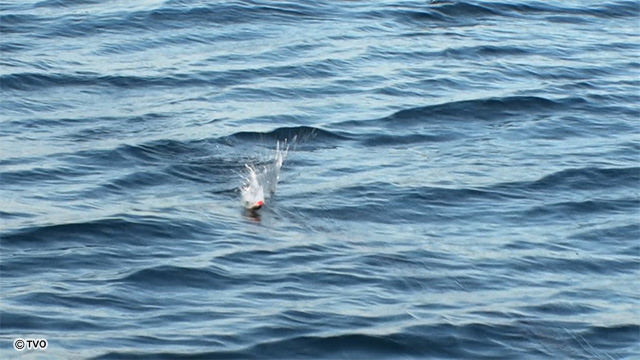 external_image