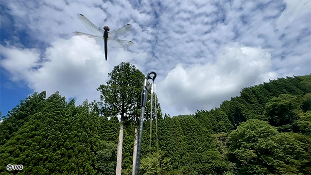 external_image