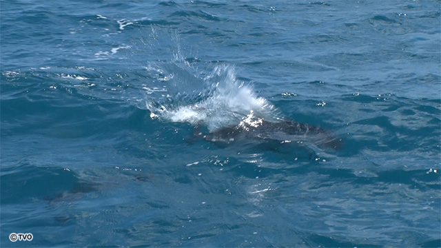 external_image