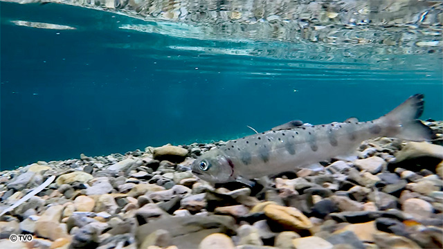 external_image