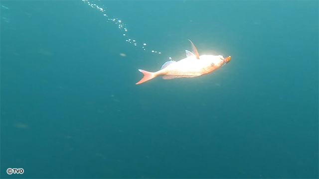 external_image external_image