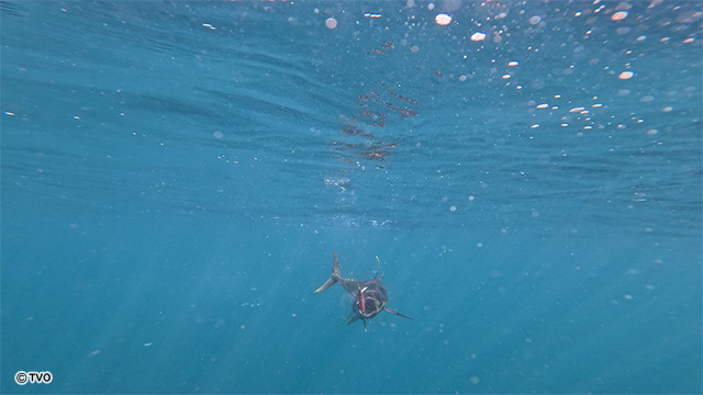 external_image external_image