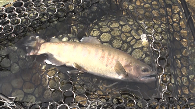 external_image external_image