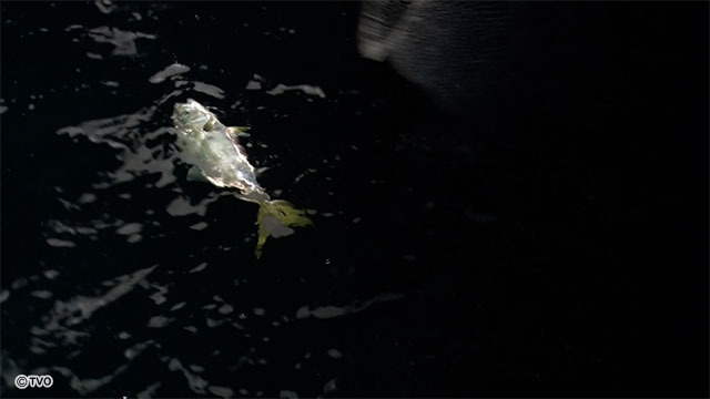 external_image external_image