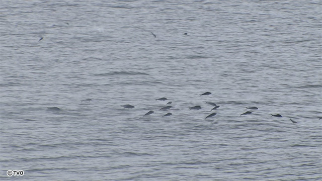 external_image external_image