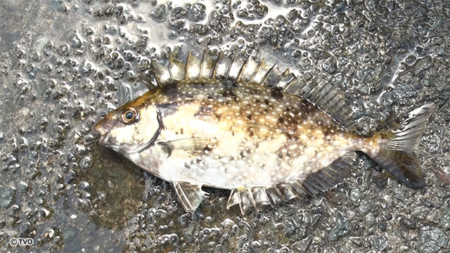 external_image