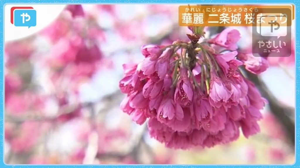 おうちで花見 世界遺産 二条城の桜まつり 撮影 21年3月 テレビ大阪ニュース Tvo テレビ大阪