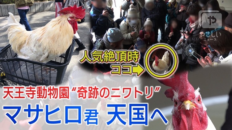 奇跡のニワトリ マサヒロ君 が 天国へ 天王寺動物園 の 人気者 15年12月24日 放送 の 特集 を配信 テレビ大阪ニュース Tvo テレビ大阪