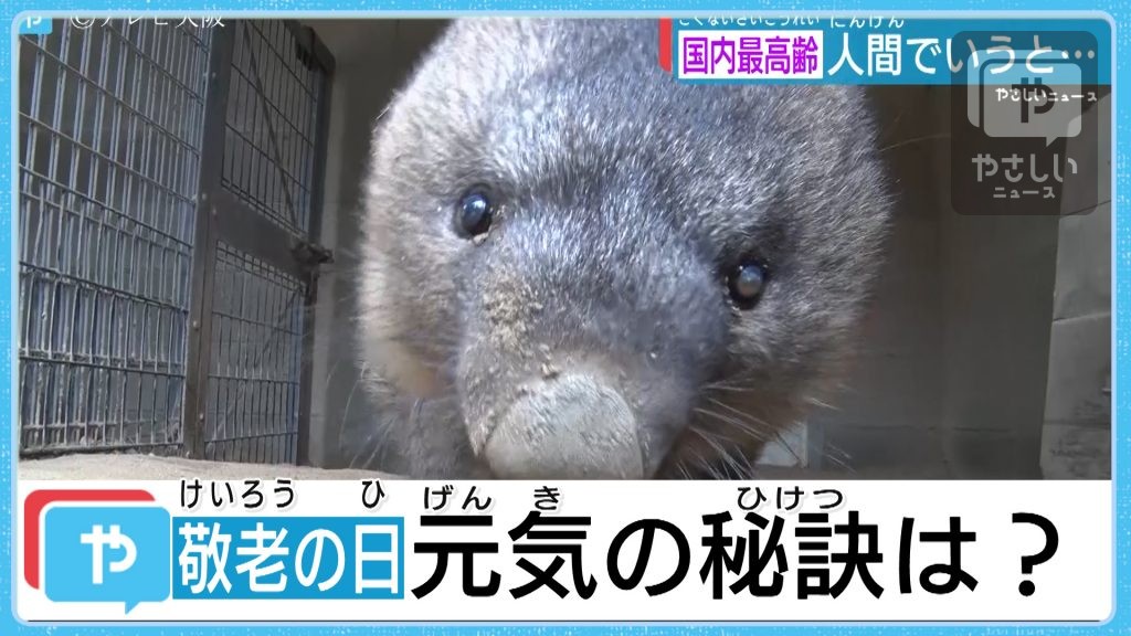 世界一の高齢化大国 長寿の秘訣は 敬老の日 大阪で聞いてみた やさしいニュース Tvo テレビ大阪