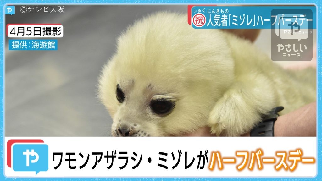 海遊館生まれアザラシ ミゾレ がハーフバースデー やさしいニュース Tvo テレビ大阪