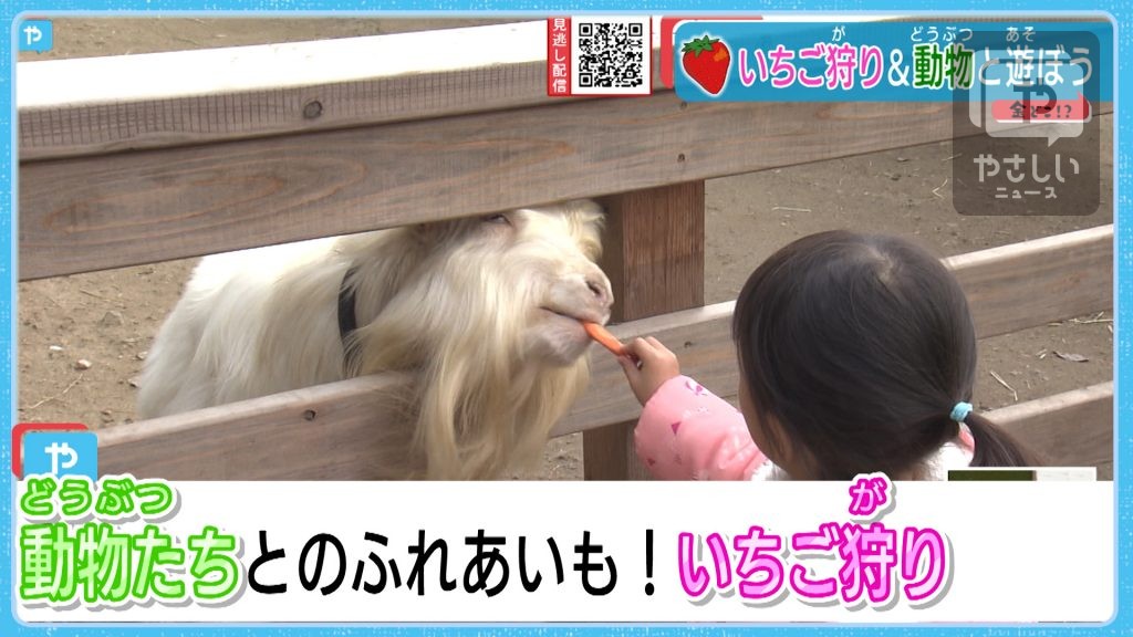 いまが旬 いちご狩り動物たちと触れ合いも テレビ大阪ニュース Tvo テレビ大阪
