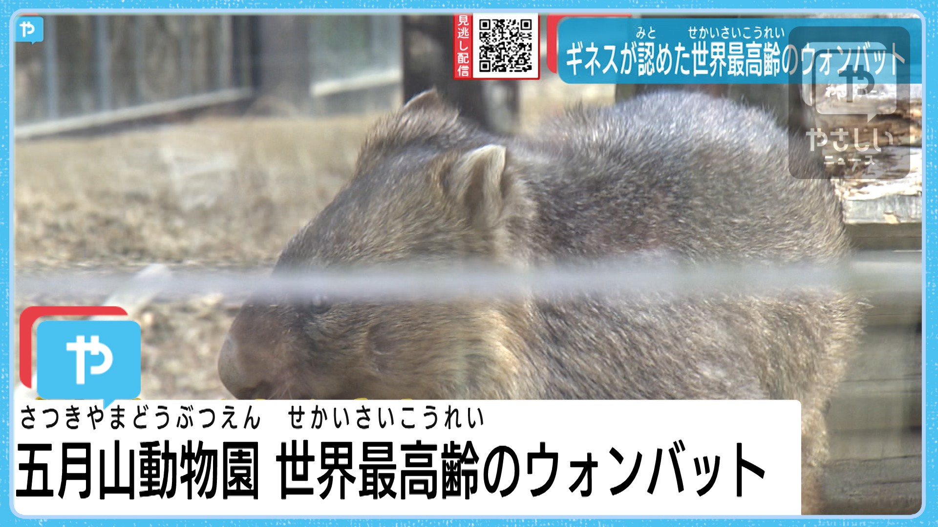 世界最高齢 ウォンバットのワイン ギネス記念式典 やさしいニュース Tvo テレビ大阪