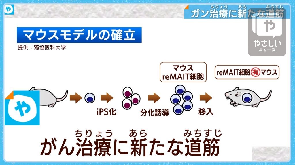 がん治療に新たな道筋　免疫細胞の新たな効果