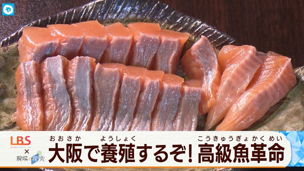 高級魚は陸で育てる！　鮮度が自慢の“大阪産”に期待