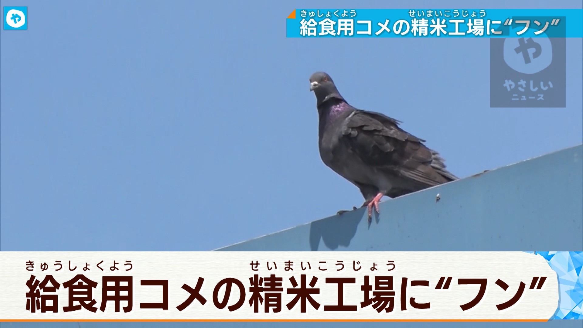 大阪 枚方市 給食用の精米工場にハトのフン やさしいニュース Tvo テレビ大阪