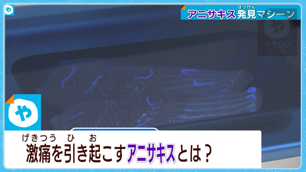 これがお腹の中に入ったら⁉アニサキス今年も気を付けて