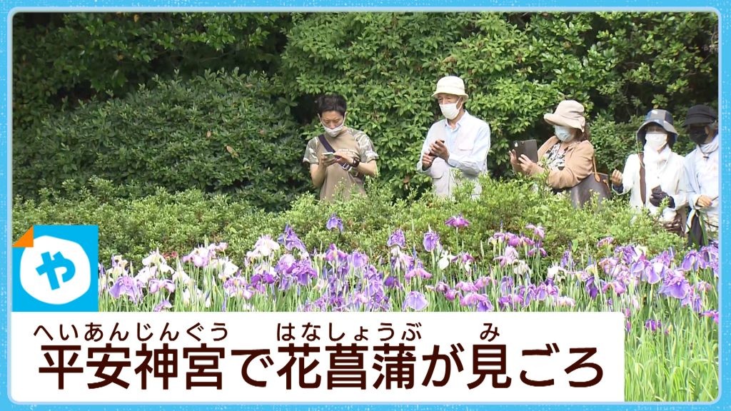 京都・平安神宮　花しょうぶが見ごろ