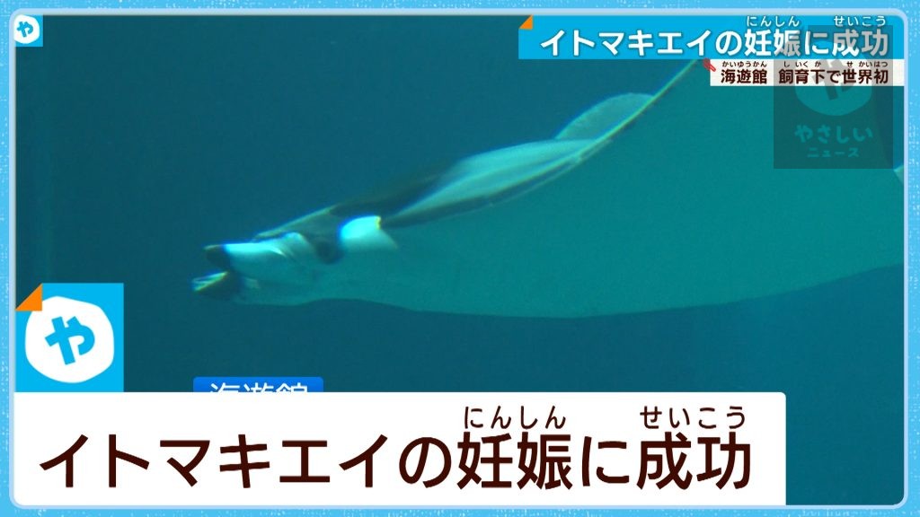 【世界初】「イトマキエイ」飼育下で妊娠に成功　大阪・海遊館