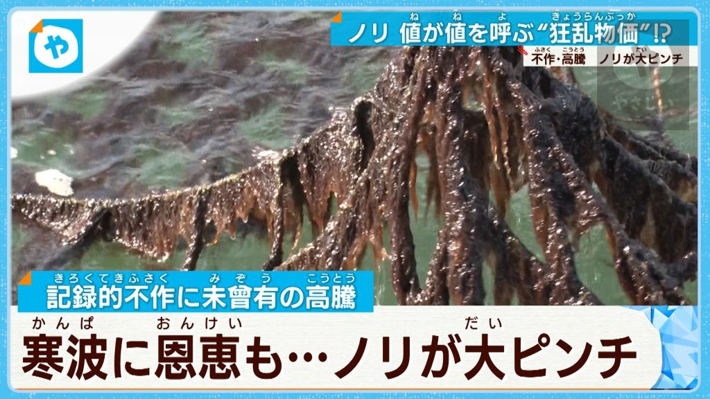 記録的不作で未曾有の高騰　寒波の恩恵あるも…日本のノリが大ピンチ　大阪産は大丈夫？