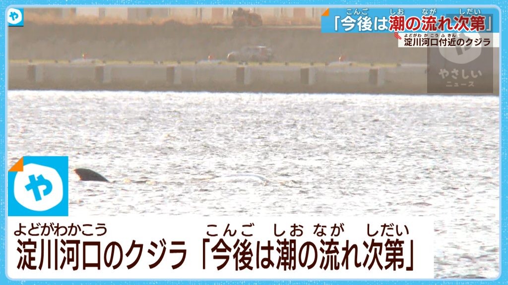 なんとか頑張って！…淀川河口の迷いクジラ  専門家は「潮の流れ次第」