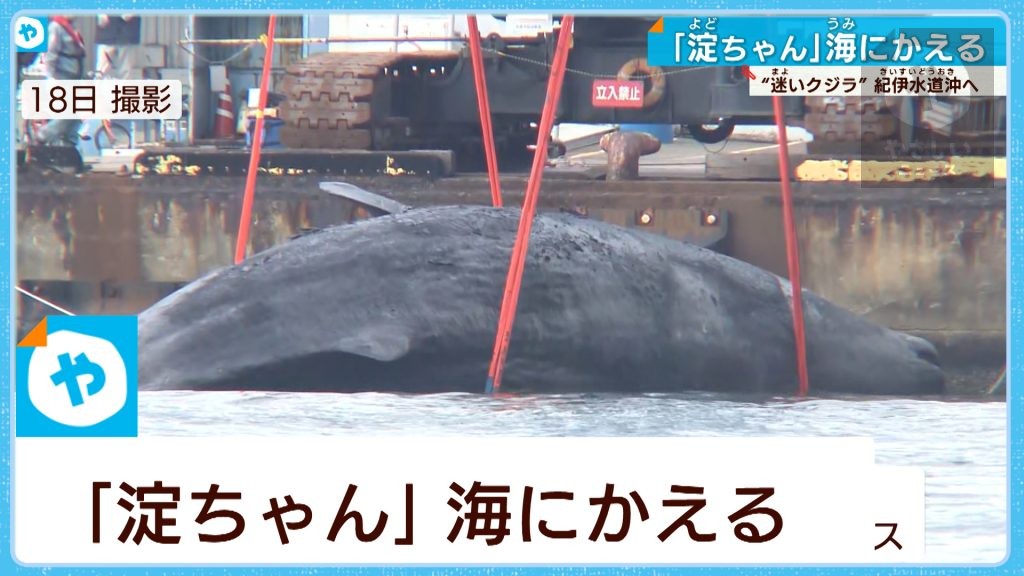 迷いクジラ「淀ちゃん」海へ還る…　