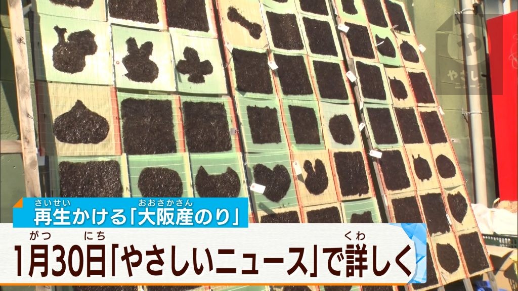 寒いほどうまい！大阪湾の冬の味覚に舌鼓　阪南沖の養殖「カキ」＆「海苔」が最盛期