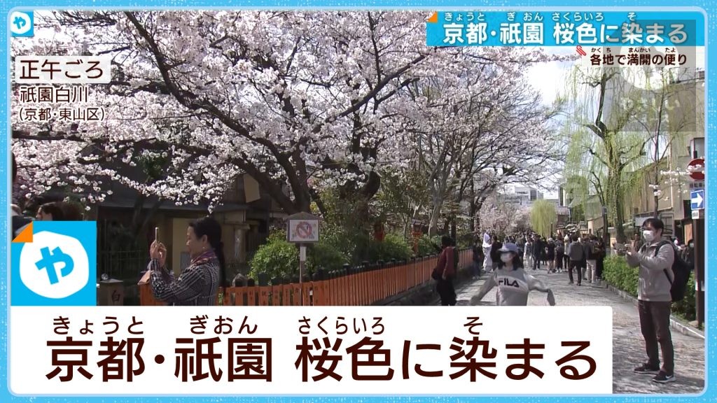 春爛漫…京都・祇園　桜色に染まる　近畿各地で「満開」の便り