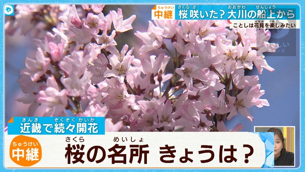 【生中継】花よりBBQ⁉  クルーズ船から一足お先にお花見！　京都・大阪に続き、近畿で続々桜が開花　