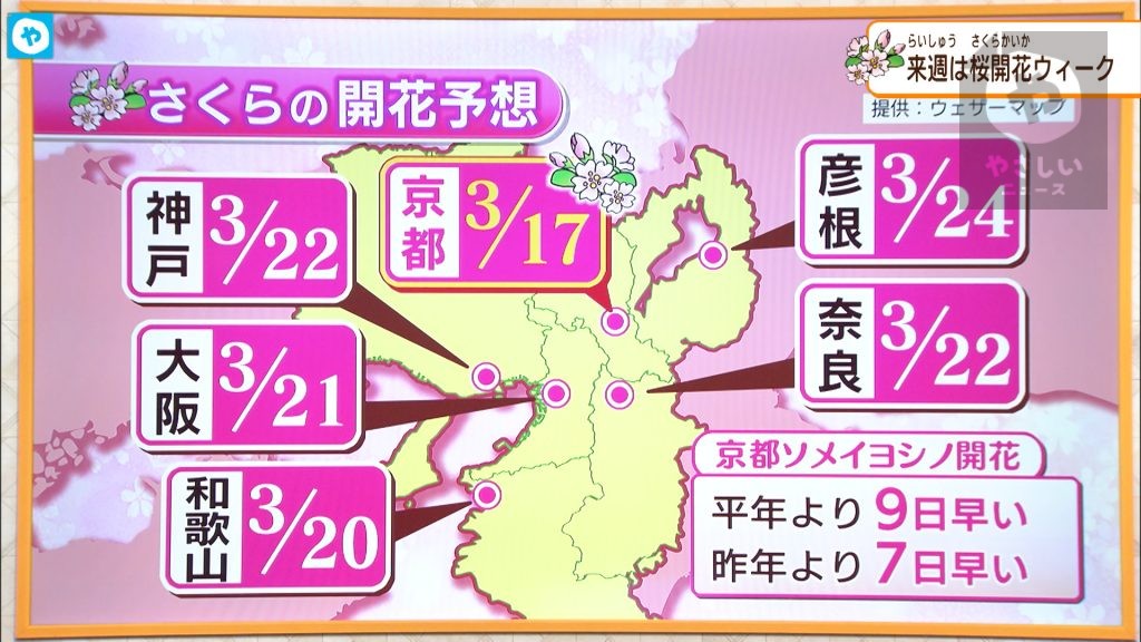 京都で桜が開花！来週は関西でも桜の開花ラッシュ…「催花雨」が後押し【大阪の週間予報】