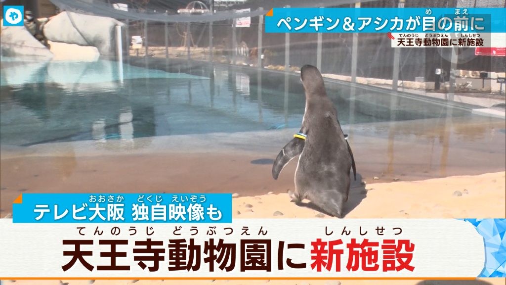 天王寺動物園にペンギン・アシカの新施設誕生