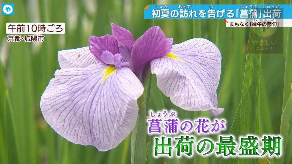 端午の節句前に菖蒲の花 出荷最盛期へ