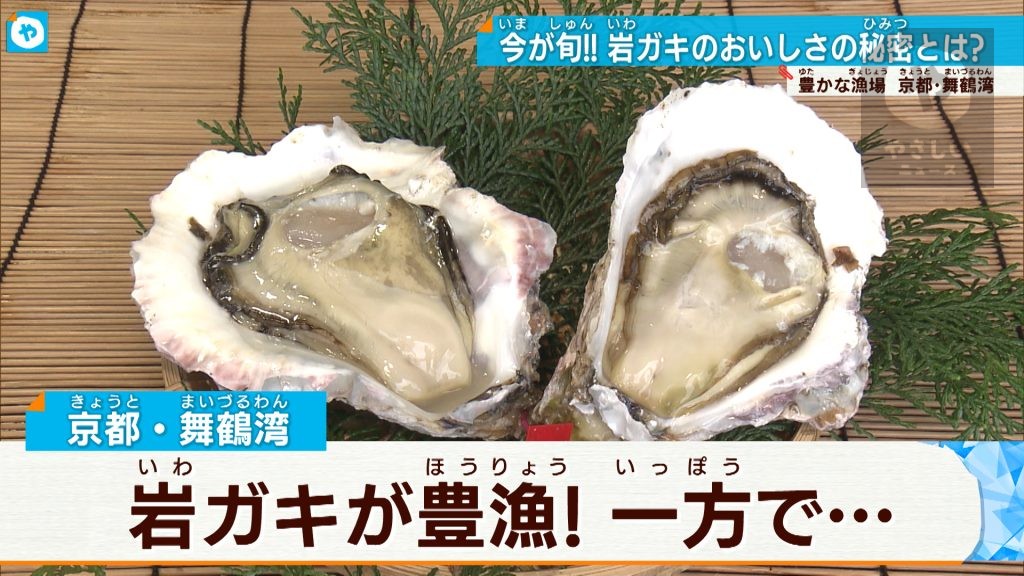 京都・舞鶴港の美味いカキ！ここ５年で最高の仕上がり