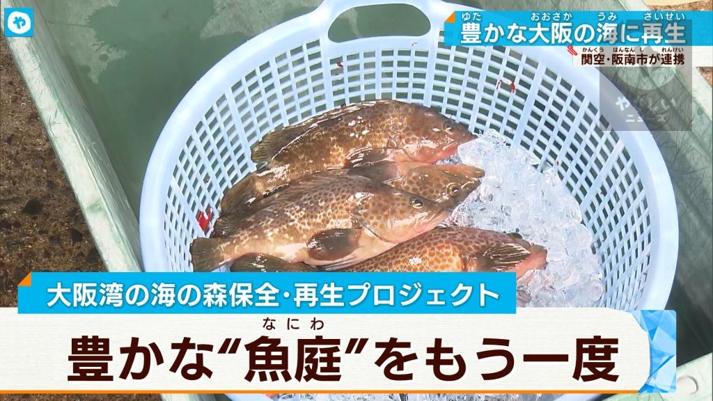 漁師メシを絶やすな！大阪・泉南「海の森」再生保全プロジェクト