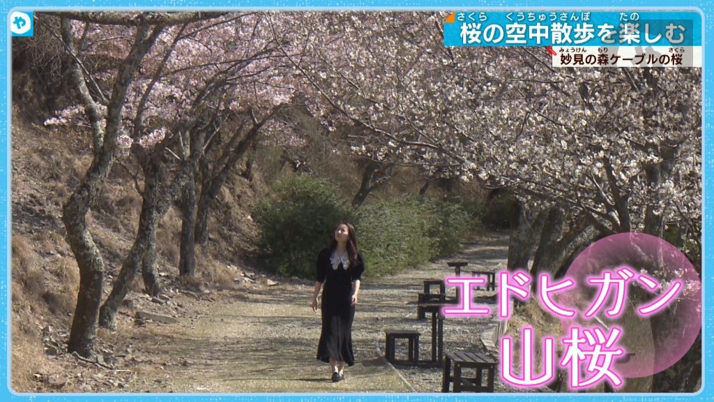 天空の桜　空中散歩でめでる…桜舞う能勢・妙見山