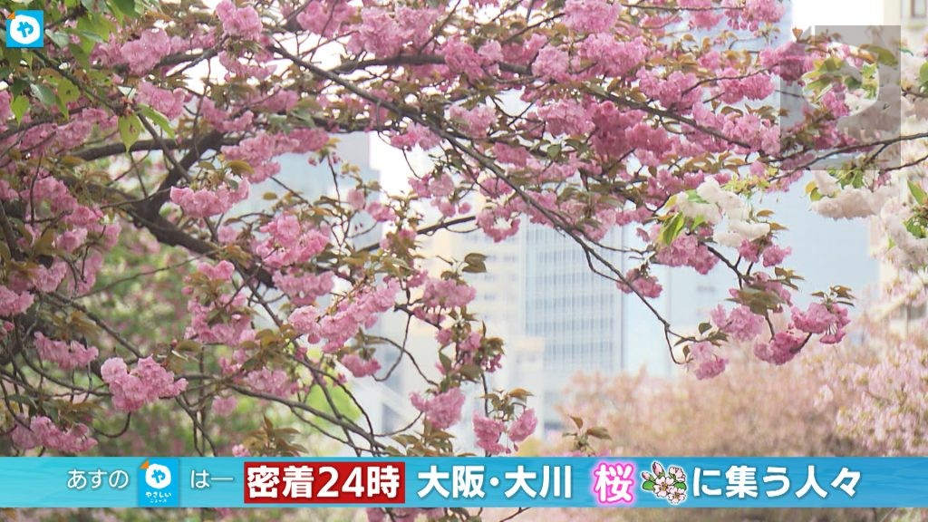 明日は密着大阪24時！春の大阪・大川の桜の下に集う人々