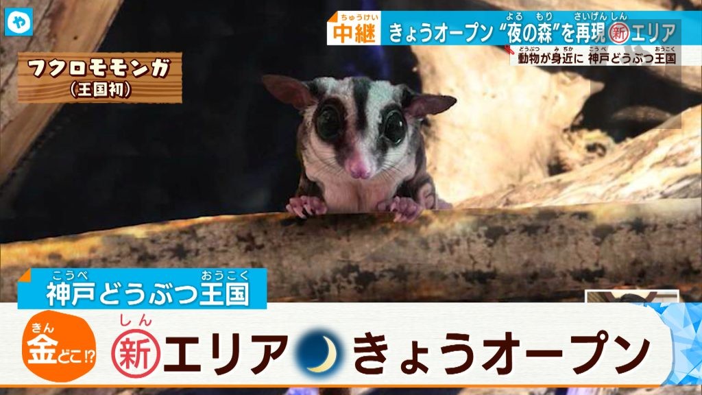 神戸どうぶつ王国から中継 新たにオープン夜行性動物のエリア「モモンガの夜」