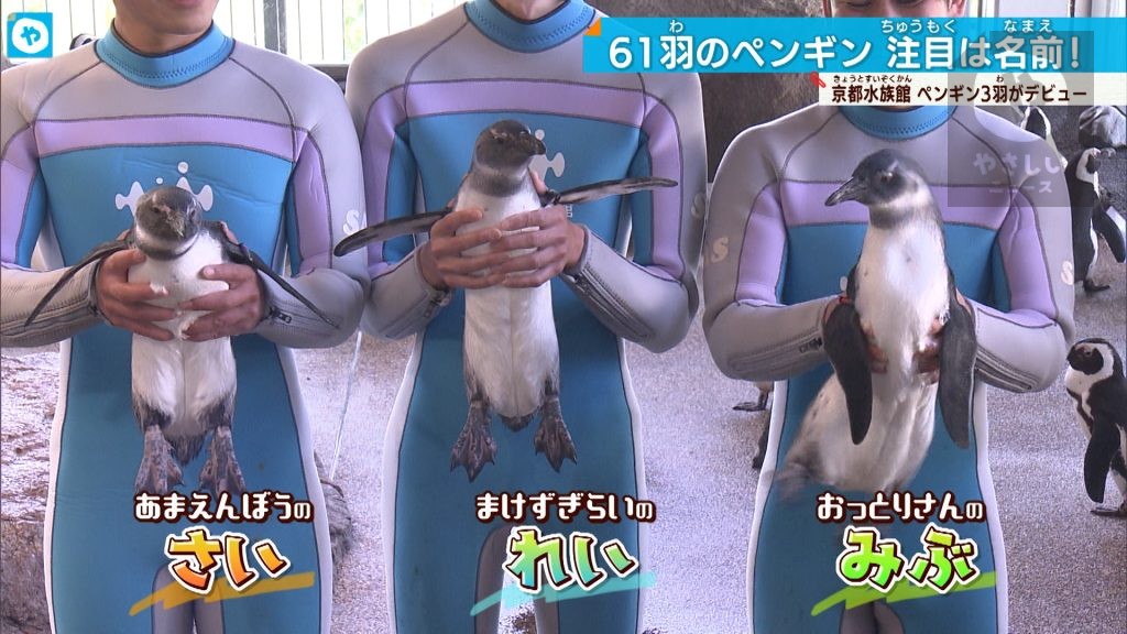 ”通り名”のペンギンたちがデビュー！京都水族館