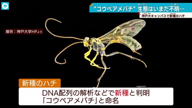 神戸大学で新種のハチ「コウベアメバチ」